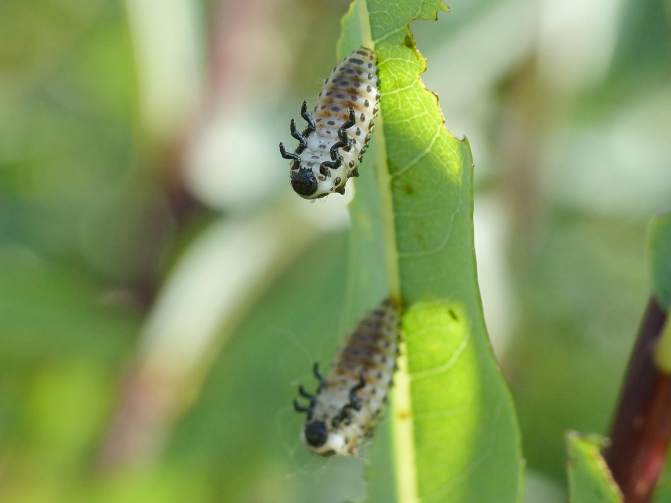 Chrysomela vigintipunctata